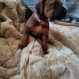 Girl 1 - Rd whtn blk nose female Rhodesian Ridgeback puppy in Kansas City, Missouri from Stoneridge Ridgebacks