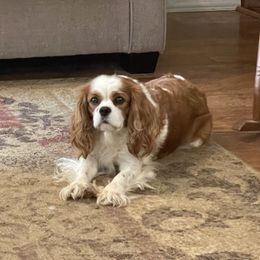 Abby - Cavalier King Charles Spaniel