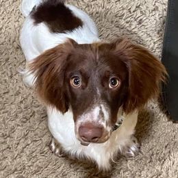 Dachshund Puppies from ForeversEdge Doxies