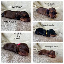 Dachshund Puppies from Desert Sunset Dachshunds