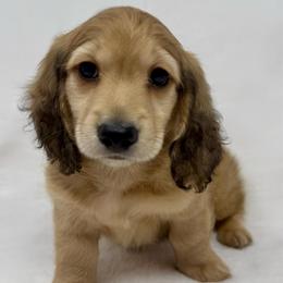 Falcon - Cream male Dachshund puppy in Pulaski, Tennessee from Billboard Doxies