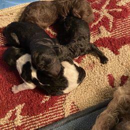 Girl 1 - Poodle puppy in Sherman, Texas from Ruth’s Poodles