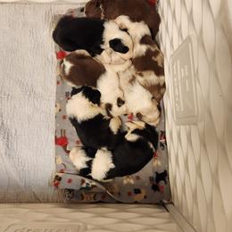 Border Collie Puppies from Oddity Kennels