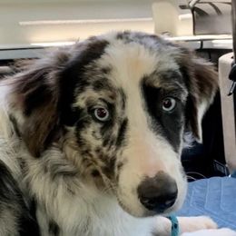Patti - Australian Shepherd