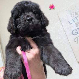 Newfoundland Female Dark Pink Collar - Black female Newfoundland puppy in Burfordville, Missouri from Umfleet Farms