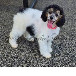 Aussiedoodle, Bernedoodle, Cockapoo, Miniature Australian Shepherd, Poodle, and Sheepadoodle Puppies from Jam's Doodles And Poodles
