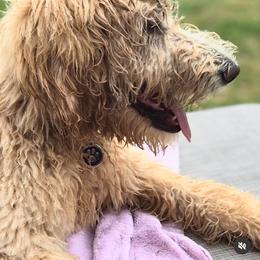 Labradoodle Puppies from River Home Doodles