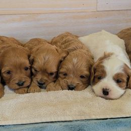 Cavapoo puppies from Rocky Desert Goldens and Cavaliers