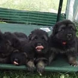 German Shepherd Puppies from Wildfire German Shepherds