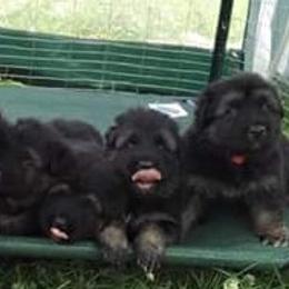 German Shepherd Puppies from Wildfire German Shepherds