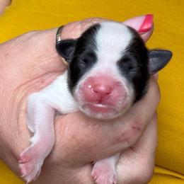 Puppy 1 - Sable female Papillon puppy in Surprise, Arizona from Papillons in Arizona