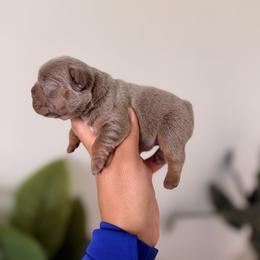 French Bulldog Puppies from Infinity French Bulldogs