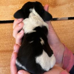 Male 1 - Black brown and white male Basset Hound puppy in Lindley, New York from Hill Top Basset Hounds & Cane Corso