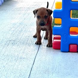Chihuahua and Rhodesian Ridgeback Puppies from Prestige Chihuahuas & Ridgebacks