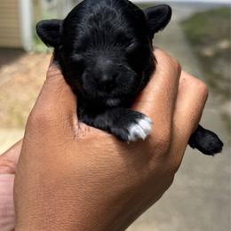 Charlotte - Black female Yorkipoo puppy in Waldorf, Maryland from Luv My Yorkies, LLC