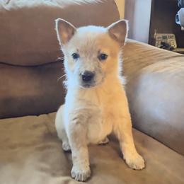 Australian Cattle Dog Puppies from Adcock Ranch Cattle Dogs