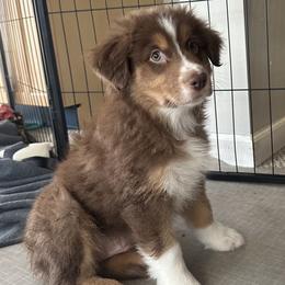 Alchemy Olive - Red tri-color male Australian Shepherd puppy in Byron Center, Michigan from Sunshine Shepherds
