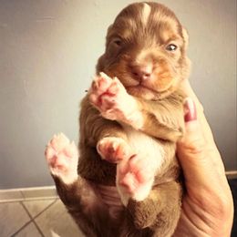 Red tri male - Red tri male Toy Australian Shepherd puppy in Brooker, Florida from Honey, I Shrunk the Aussies