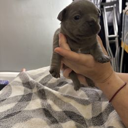 Bluey - Blue female French Bulldog puppy in West Hempstead, New York from Long Island Frenchie