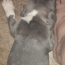 Boston Terrier Puppies from Aronow pups