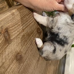 Miniature Australian Shepherd Puppies from Bar C Aussies