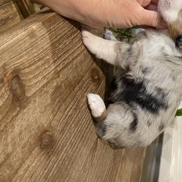 Miniature Australian Shepherd Puppies from Bar C Aussies