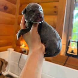 Frieda - Blue female Great Dane puppy in Corsica, Pennsylvania from Ferguson Family Danes LLC