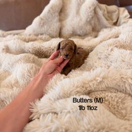 Butters - Red  male Poodle puppy in Queen Creek, Arizona from Poised Poodles