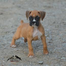 Waffles - Fawn female Boxer puppy in Earlsboro, Oklahoma from Lieben Boxers