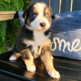 Jazz - Black tri-color female Australian Shepherd puppy in Makanda, Illinois from S.I. Aussie