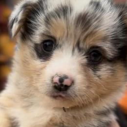 American Corgis and Miniature American Shepherds from Puppies by Alies
