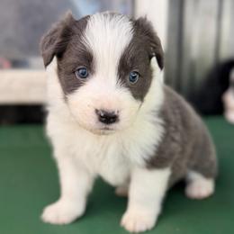 Rogue - Blue male Border Collie puppy in Kalispell, Montana from North Fork Border Collies