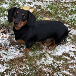 Harlow - Dachshund