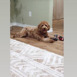 Clarice - Goldendoodle