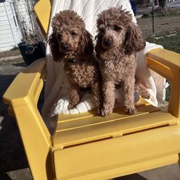 Poodle puppies from TruPoodles, Oklahoma AKC Mini poodles