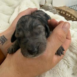 Clara - Merle female Goldendoodle puppy in Lexington, North Carolina from Southern Grace Acres