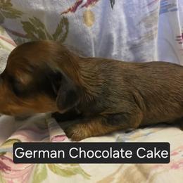 German Chocolate Cake - Brown male Cavapoo puppy in Lewisburg, Pennsylvania from Jessie's Puppies