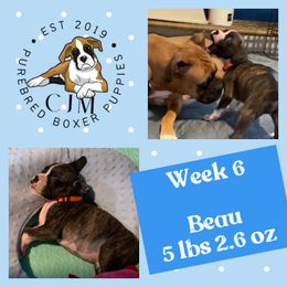 Beau - Brindle Boxer puppy in Jupiter, Florida from CJM Boston and Boxer Puppies
