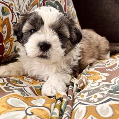 Bruiser - Brown male Shichon puppy in Pennsylvania from Manor Hills Shih Tzus