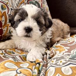 Bruiser - Brown male Shichon puppy in Pennsylvania from Manor Hills Shih Tzus