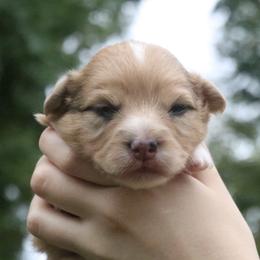 Willow - Sable merle and white female American Corgi puppy in Fayetteville, Arkansas from Intergalactic Corgis