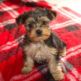 Yorkshire Terrier Puppies from On The Edge Of A Dream Yorkies