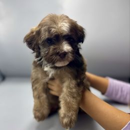 Candace - Chocolate brindle female Havanese puppy in Culver City, California from Havan Sent Havanese