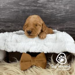Glider - Sable male Goldendoodle puppy in Utah County, Utah from Big Hearted Breeders