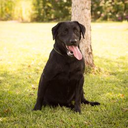 Scoot - Labrador Retriever