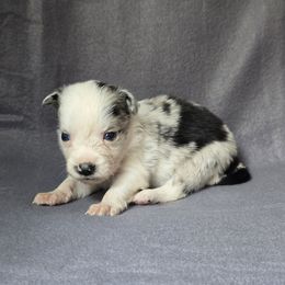 Egg - Blue merle male Border Collie puppy in East Brady, Pennsylvania from Riverwood