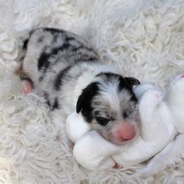 Border Collie Puppies from Team Reeves Ranch