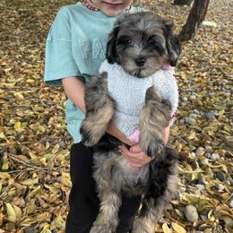 Ruby - Blue merle female Bernedoodle puppy in Horseshoe Bend, Idaho from Over the Moon Poodles and Doodles