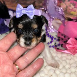 Little Willow - Parti female Yorkshire Terrier puppy in Douglas, Georgia from Southern Georgia Yorkies and biewers
