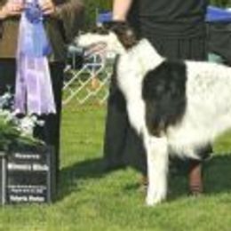 Borzois from Bella Luna Kennel